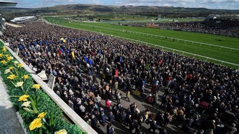 cheltenham free bets today